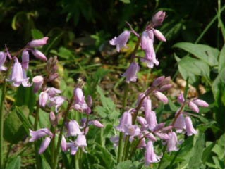 Hyacinthoides non-scripta 'Roseum' Wilde hyacint bestellen